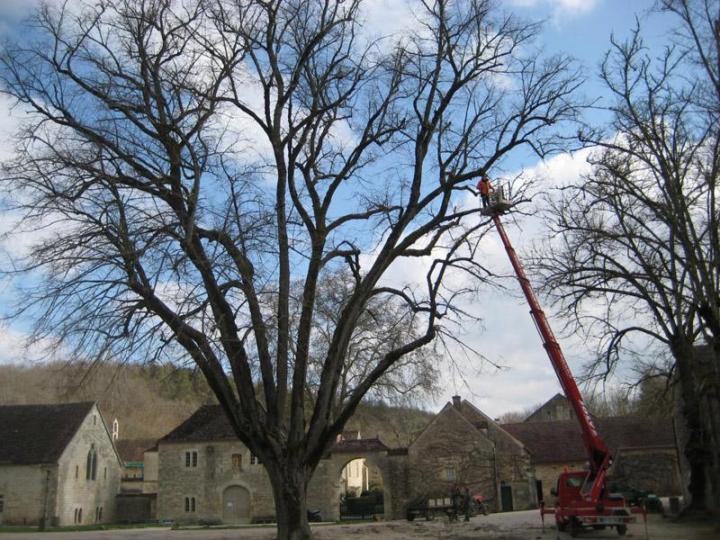 Élagage d'arbres Dijon