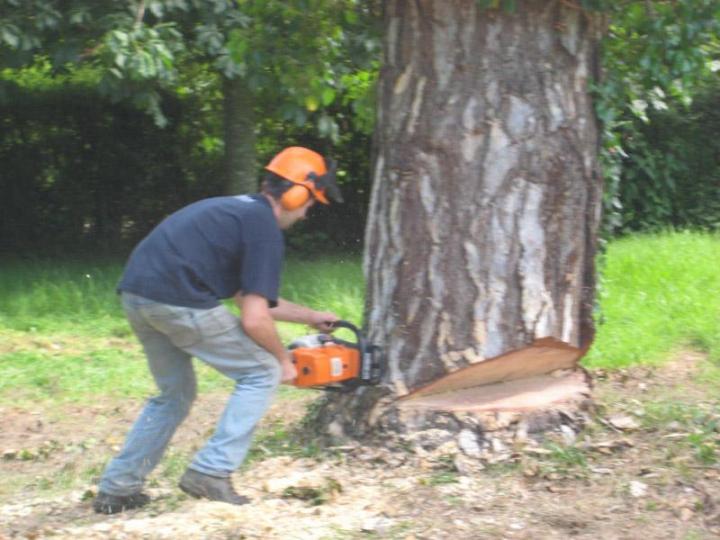 Élagage d'arbres Dijon