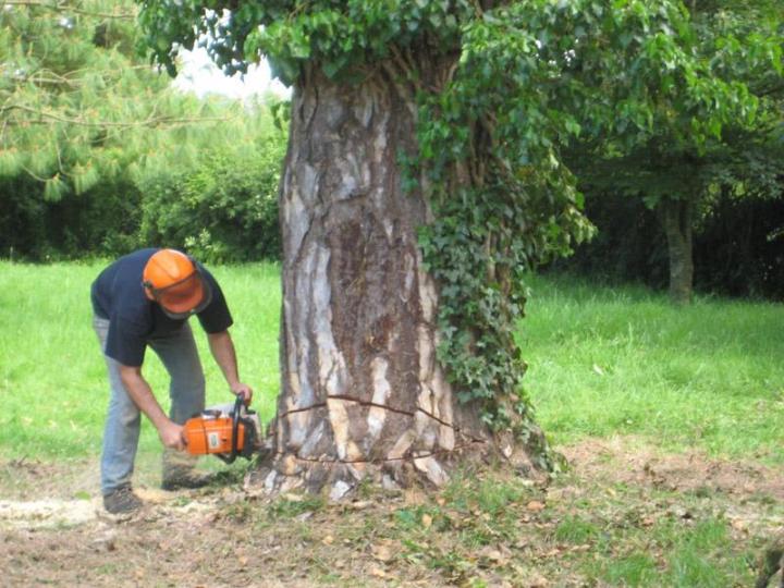 Élagage d'arbres Dijon