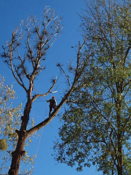 Élagage d'arbres Dijon