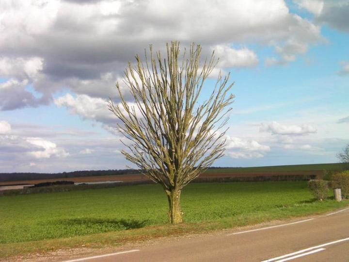 Élagage d'arbres Dijon