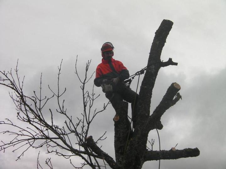 Élagage d'arbres Dijon