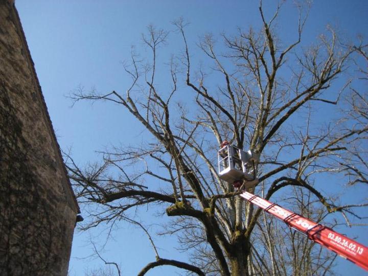 Élagage d'arbres Dijon