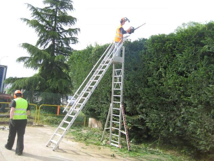 Élagage d'arbres Dijon