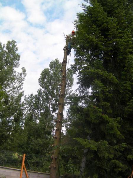 Élagage d'arbres Dijon