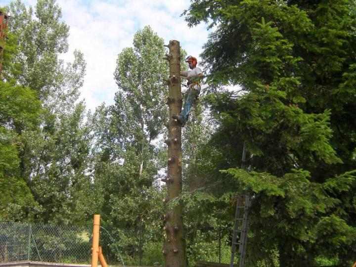 Élagage d'arbres Dijon