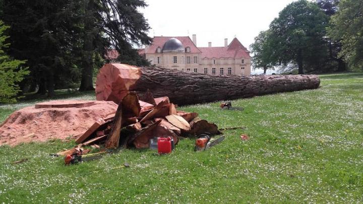 Élagage d'arbres Dijon