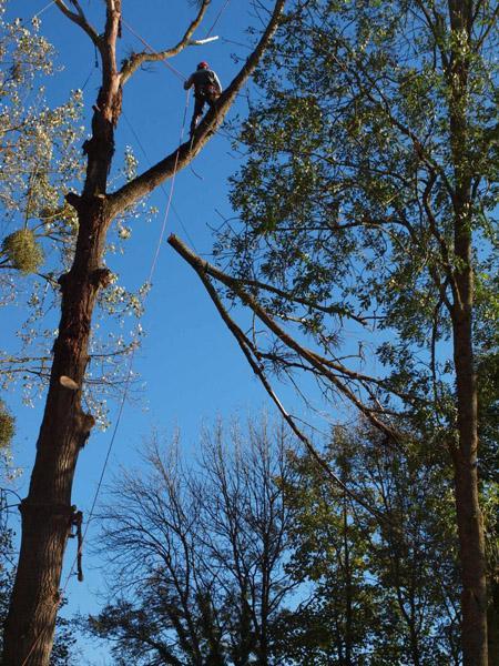 Élagage d'arbres Dijon