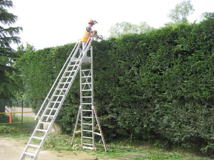 Élagage d'arbres Dijon