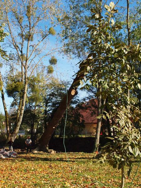 Élagage d'arbres Dijon