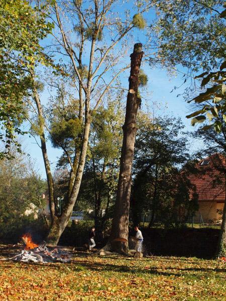 Élagage d'arbres Dijon